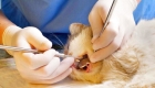 Удаление постоянного зуба