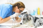 Ветеринар для собаки