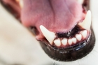 Удаление постоянных зубов 
