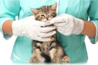 Лечение котят 