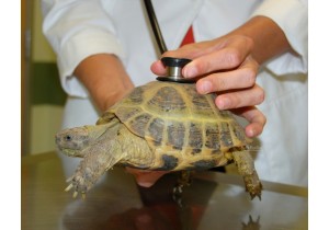 Лечение черепахи