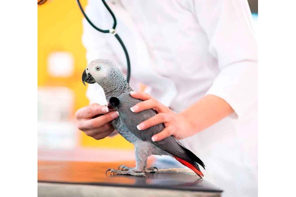 Лечение попугаев