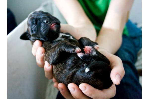Ампутация пальцев щенкам в возрасте 16-40 дней