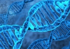 Выделение ДНК