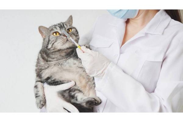 Вакцинация котят