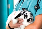 Ветеринар для кролика