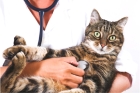 Анализ на пироплазмоз у кошек
