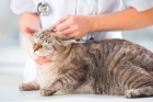 Анализ на токсоплазмоз у кошек