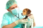 Анализ на токсоплазмоз у собак