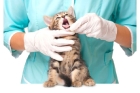 Вакцинация кошек Пуревакс