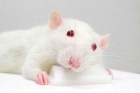 Лечение мышей