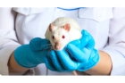 Лечение крыс