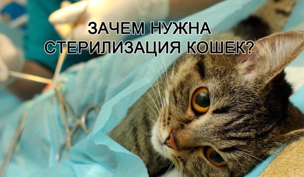 Стерилизация кошки. Как проводиться? в Абакане на СКИДКОМ.РФ